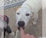 Small #3 Labrador Retriever Mix