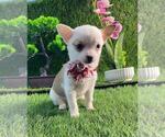 Small Chihuahua