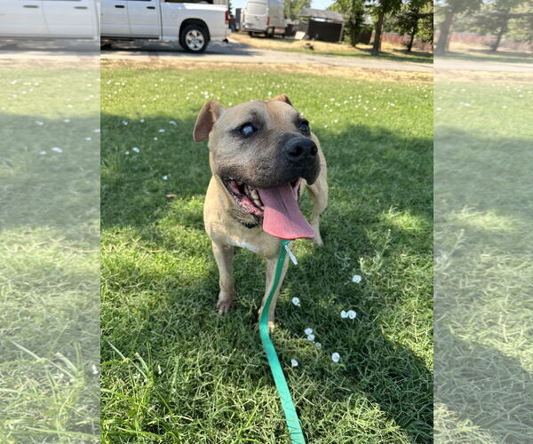 Medium Photo #2 American Pit Bull Terrier-Unknown Mix Puppy For Sale in Chico, CA, USA