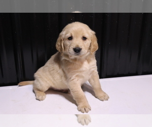 Golden Retriever Puppy for sale in SHILOH, OH, USA