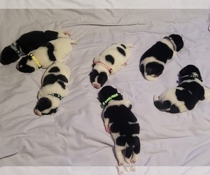 Akita Puppy for sale in CHARLESTON, WV, USA