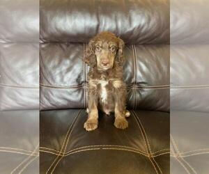 Poodle (Standard) Puppy for sale in FINLAYSON, MN, USA