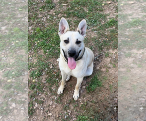 Medium German Shepherd Dog