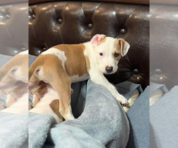Medium Photo #1 Mutt Puppy For Sale in Wenonah, NJ, USA