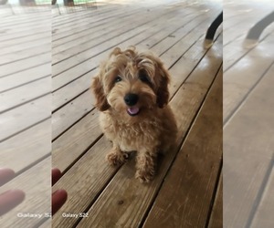 Cockapoo (Miniature) Puppy for sale in CLARKRANGE, TN, USA