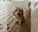 Image preview for Ad Listing. Nickname: Star