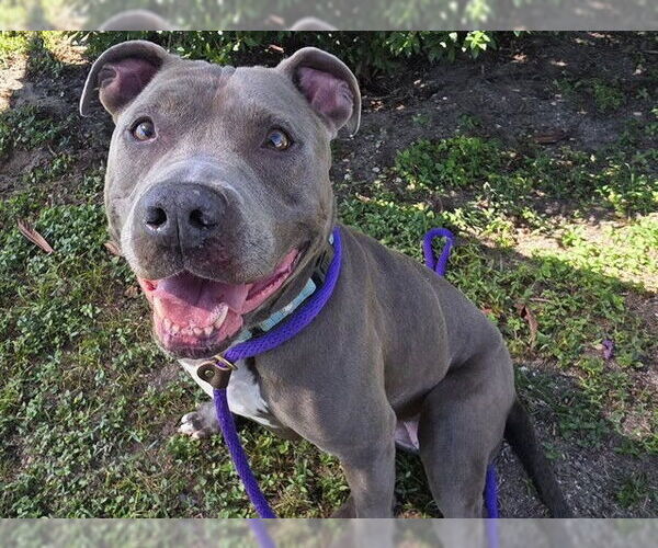 Medium Photo #2 American Staffordshire Terrier-Unknown Mix Puppy For Sale in Ocala, FL, USA