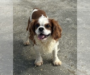 Father of the Cavalier King Charles Spaniel puppies born on 07/02/2026