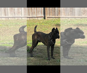 Father of the Cane Corso puppies born on 12/19/2022