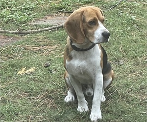 Father of the Beagle puppies born on 10/23/2021