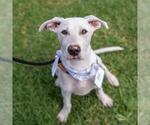 Small #16 Labrador Retriever Mix