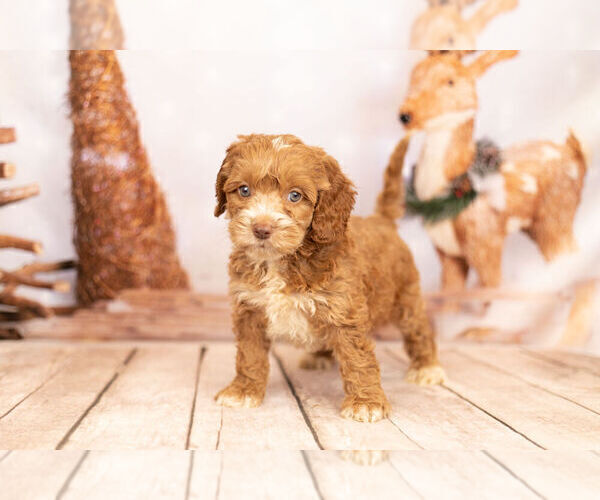 Medium Photo #5 Cocker Spaniel-Poodle (Miniature) Mix Puppy For Sale in WARSAW, IN, USA