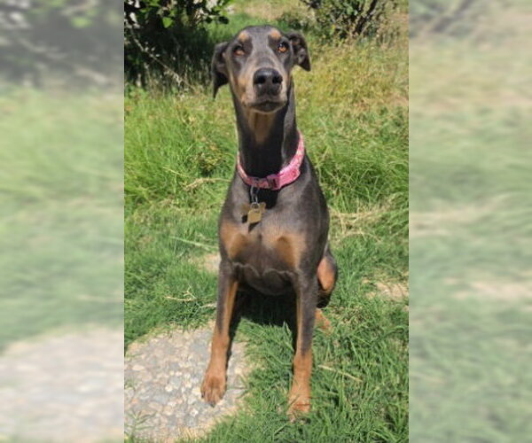 Medium Photo #2 Doberman Pinscher-Unknown Mix Puppy For Sale in Ventura, CA, USA