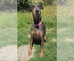 Small #1 Doberman Pinscher Mix