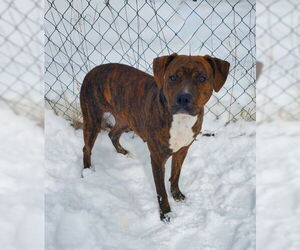 American Staffordshire Terrier Dogs for adoption in Lake City, MI, USA