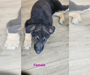 German Shepherd Dog Puppy for sale in MOUNTAIN GROVE, MO, USA