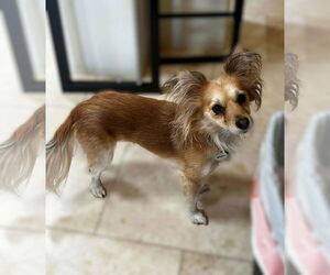 Chion Dogs for adoption in Phoenix, AZ, USA