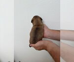 Small #2 Boston Huahua