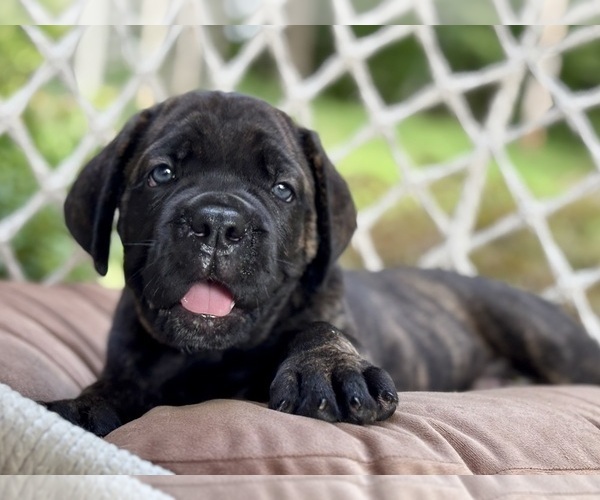 Medium Photo #2 Cane Corso Puppy For Sale in NEWTON, NJ, USA