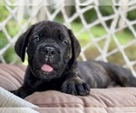Small #1 Cane Corso