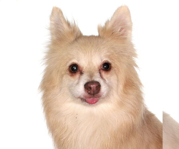 Medium Photo #2 Pomeranian Puppy For Sale in Oakland Park, FL, USA