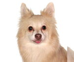 Small #1 Pomeranian