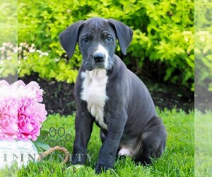 Great Dane Puppy for sale in RICHLAND, PA, USA
