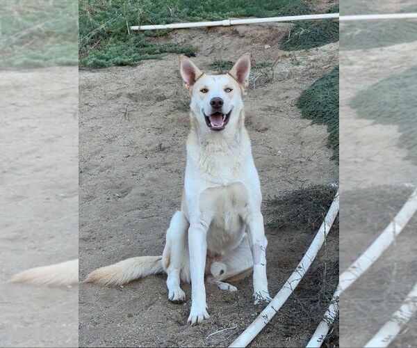 Medium Photo #2 Siberian Husky-Unknown Mix Puppy For Sale in Lake Forest, CA, USA