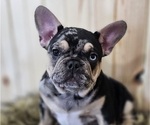 Puppy Davy French Bulldog