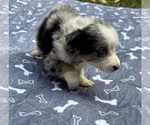 Small #3 Australian Shepherd