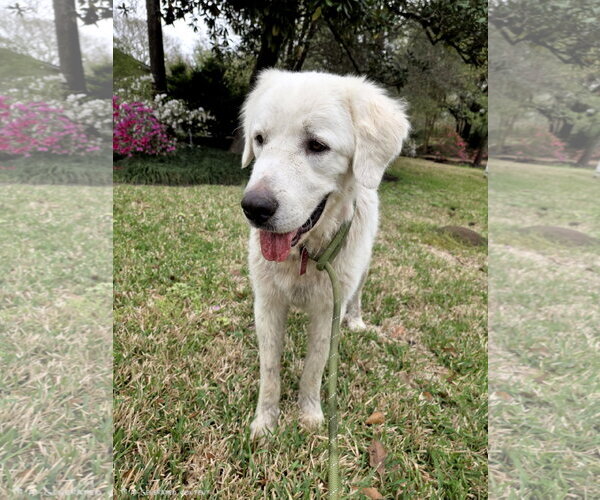 Medium Photo #9 Great Pyrenees Puppy For Sale in Spring, TX, USA