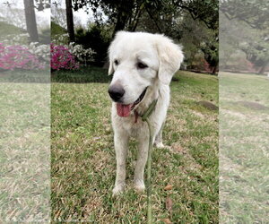 Obo - Male Great Pyrenees Dog for Adoption - Photo #9