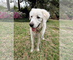 Small #8 Great Pyrenees