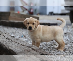 Labrador Retriever Puppy for sale in INA, IL, USA
