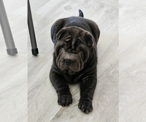 Chinese Shar-Pei Puppy for Sale in PASADENA, Maryland USA