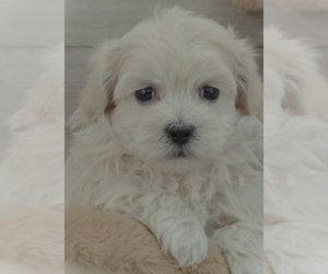 Mal-Shi Puppy for sale in LAWRENCEVILLE, GA, USA