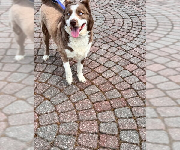 Medium Photo #4 Aussie Siberian Puppy For Sale in Cumming, GA, USA