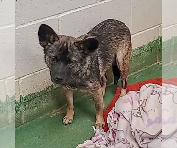 Medium Photo #4 Mutt Puppy For Sale in Huntley, IL, USA