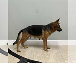 Small Photo #2 German Shepherd Dog Puppy For Sale in Plantation, FL, USA
