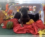 Small Photo #1 Belgian Malinois Puppy For Sale in BELINGTON, WV, USA