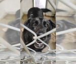 Small #1 Labrador Retriever Mix