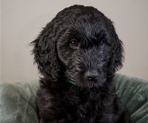 F2 Aussiedoodle Puppy for sale in SPRINGFIELD, MO, USA