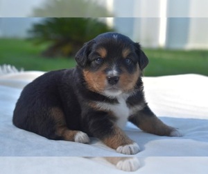 Miniature Australian Shepherd Puppy for sale in PALM COAST, FL, USA