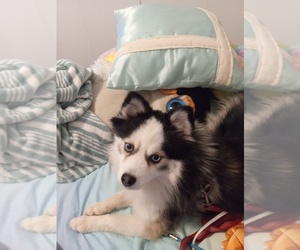 Pomsky Puppy for sale in LANDRUM, SC, USA