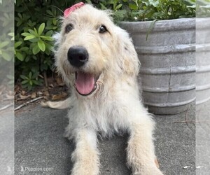 Labradoodle Puppy for sale in PEMBROKE, GA, USA