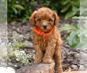 Cavapoo (Miniature) Puppy for sale in COATESVILLE, PA, USA