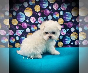 Maltese Puppy for sale in WINNSBORO, LA, USA