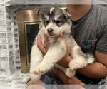 Small Photo #29 Siberian Husky Puppy For Sale in KANSAS CITY, MO, USA