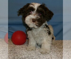 Havanese Puppy for sale in WEST CONCORD, MN, USA
