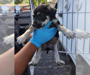 Labrador Retriever-Unknown Mix Dogs for adoption in San Antonio, TX, USA